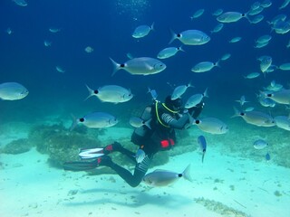 Sticker - Underwater photographer swimming with big school of fish. Marine life in the ocean, scuba diver with underwater camera. Scuba dive with the aquatic wildlife. Fish and diver, travel photo. 