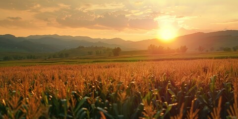 Poster - Scenic vista of blooming cornfield