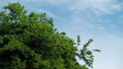 Wall Mural - Lush green tree branches against a clear blue sky, perfect for nature and environmental themes.