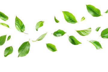 Wall Mural - png fresh green leaves on white