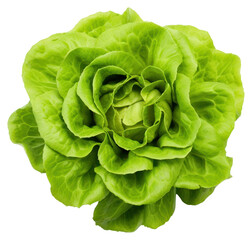 Canvas Print - PNG Batavia lettuce salad rosette vegetable plant food.