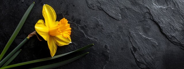 Wall Mural -  A solitary yellow daffodil on a black stone, surrounded by green leaves and a nearby rock wall