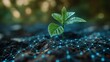 © YURY YUTY - A small plant sprouts from the soil, surrounded by a digital network, symbolizing tech-enabled agricultural growth.