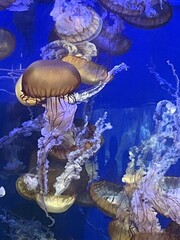 Jellyfish in aquarium 