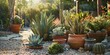© AkuAku - Potted chaparral and cactus plants on a patio in a drought tolerant garden in a residential backyard