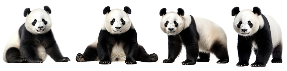 panda wild animal png cut out element set