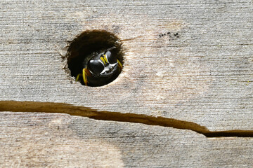 Canvas Print - Grabwespe // Square-headed wasp (Ectemnius spec. / Ectemnius cf. continuus) in einem Insektenhotel