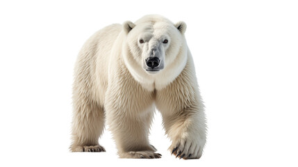 Wall Mural - polar bear transparent background.