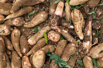 Sticker - Many organic cassava in the Colombian peasant market square - Manihot esculenta