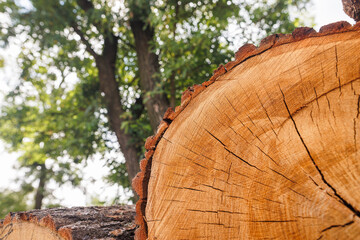 Close-up of a tree cut with wood grain against a forest background