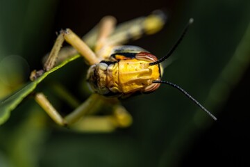 Brown yellow locust macro on green leaves, swarming on the grass, pests Consume crops. Live food.