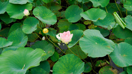 lotus garden beauty petal background zen green bloom lotus flower nature pond flora flower