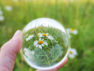 Wall Mural - glass ball in hand showing field with white daisy flowers. warm summer time vibe. abstract nature ba