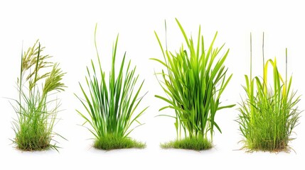 Four different types of green grass isolated on white background.