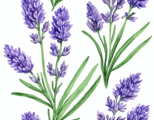 Wall Mural - Two sprigs of lavender flowers isolated on a white background
