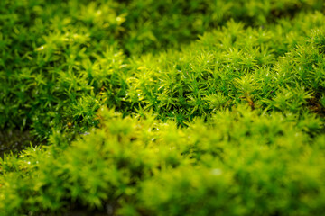 Wall Mural - Fresh green moss outdoors in nature.