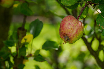 Wall Mural - A small reddish apple on a tree.