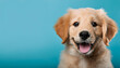 © hide - 青い背景を背にしたゴールデンレトリバーの子犬。正面を見つめ、舌を出して楽しそうな表情をしています。柔らかい金色の毛並みと明るい目が特徴です。generative AI