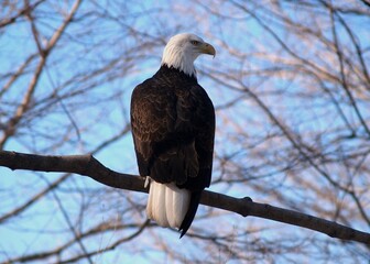 bald eagle on tree branch