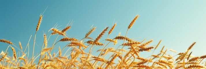 Poster - Wheat Spikelets Swaying in the Wind Against a Sunny Blue Sky