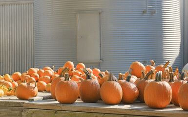 Sticker - Pumpkins in rural fall season background for autumn holiday concept.