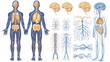 © Fotograf - Illustration of the human nervous system with labeled components