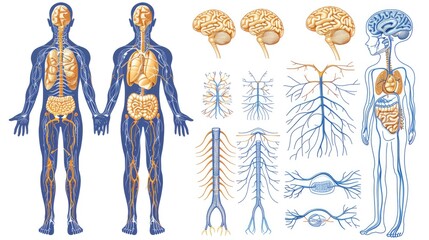 Poster - Illustration of the human nervous system with labeled components