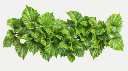 Aufkleber - A single layer of green leaves against a clean white backdrop, ideal for designs and layouts