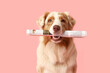 © Pixel-Shot - Cute Australian Shepherd dog with newspaper on pink background