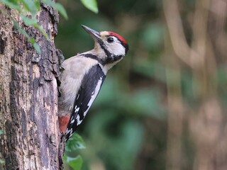 great spotted woodpecker on a branch