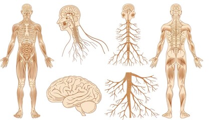 Poster - Anatomical illustration of the human brain and nerves