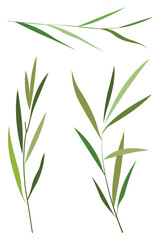 Poster - Delicate green leaves on a fresh stem, perfect for organic design projects