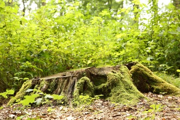 Poster - Tree stump with green moss and plants in forest