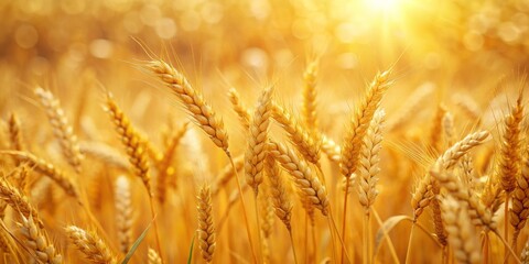 Wall Mural - Golden wheat field close-up with bokeh , wheat, field, summer, golden, close-up, vibrant, agriculture, nature, countryside