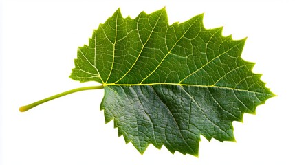 Wall Mural - A green leaf on a white background