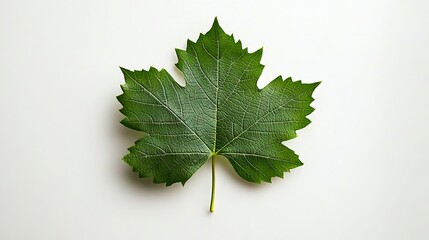 Wall Mural - A single green leaf on a white surface