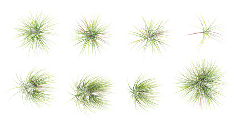 Fototapete - Fresh spring green big bluestem grass panorama isolated on white background,top view