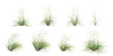 Fototapete - Fresh spring green big bluestem grass panorama isolated on white background