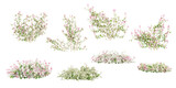 Set of Asiatic jasmine variegated plants, isolated on white background from top view. 3D render