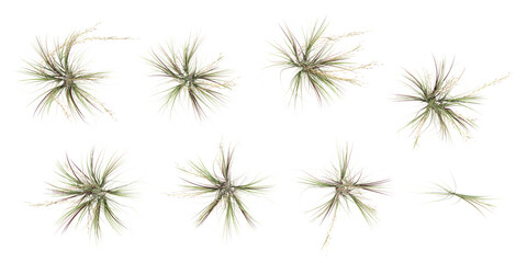Fototapete - set of Broomsedge bluestem with alpha mask, 3d rendering, for digital composition and architecture visualization,top view