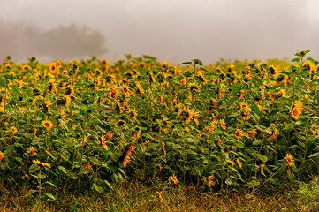 Wall Mural - A field of sunflowers in full bloom on a foggy morning.