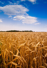 Wall Mural - A field of ripe wheat before harvest