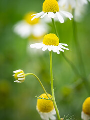 Sticker - Chamomile blossom in a summer field