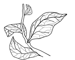 Hand-drawn leaf with small branch line art for design element decoration. Detail texture leaf