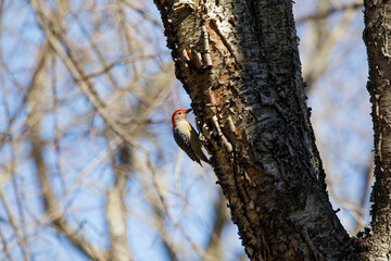 Wall Mural - The red-belied woodpecker (Melanerpes carolinus)