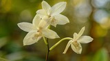Phalaenopsis amabilis, commonly known as the moon orchid and as Bulan orchid in Indonesia, is a species of beautiful flowering plant