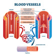 © VectorMine - Blood vessels with artery and vein internal structure comparison illustration, transparent background. Educational lumen direction description scheme. Labeled tunica intima, media and externa graphic.