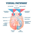 © VectorMine - Visual pathway medical illustration diagram, transparent background. Eye and brain anatomical system with optic nerves and visual cortex. Educational human vision explanation scheme.