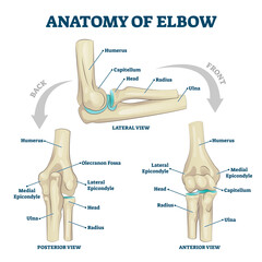 Wall Mural - Anatomy of elbow with lateral, posterior or anterior view illustration, transparent background. Educational labeled scheme with skeleton bone structure description. Healthy body parts example.