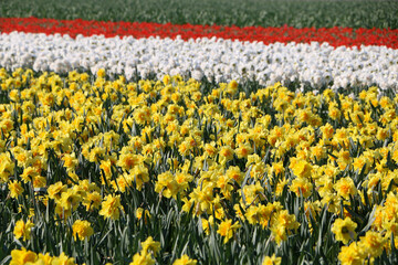 Wall Mural - field of tulips and hyacinths